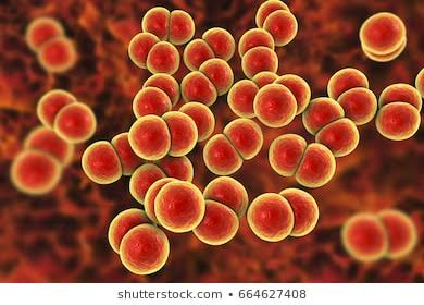 shutterstock.com. 664627408