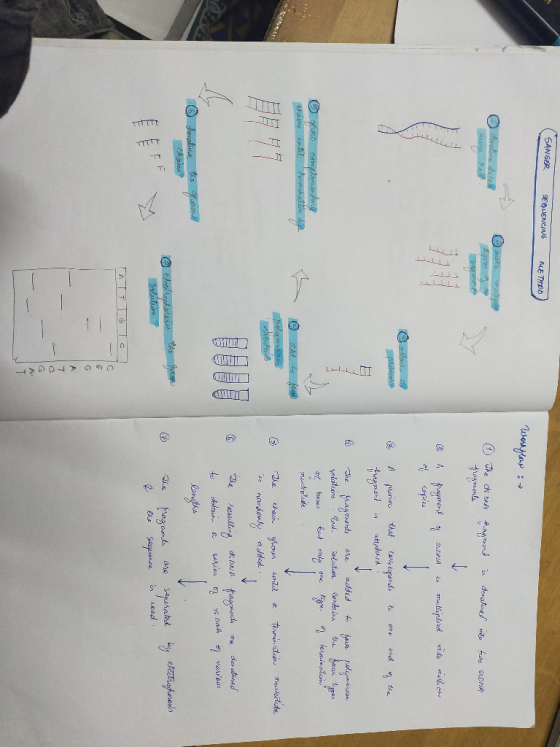 SANGER SEDUENCING METHOD Workflone : o derline de Aake ubes ☺ The do ona paginand in denatured into two ssora they mens TTTT