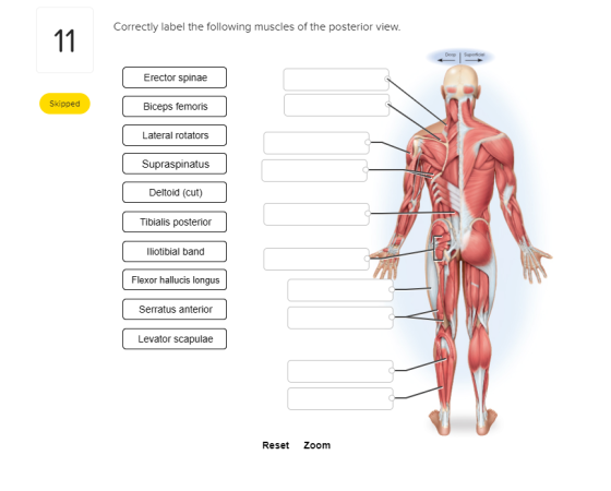 Correctly label the following muscles of the posterior view. 11 Erector spinae Skipped Biceps femoris Lateral rotators Supras