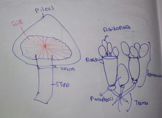 Pileus Gilk Boidoples. Basidium - velum hymenom Estie Paraphosis A) Tona Partaphysis Trama