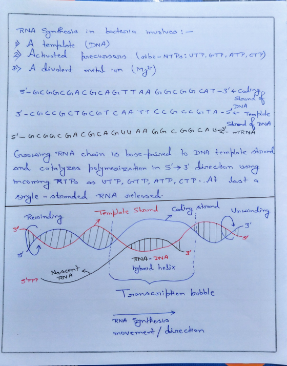 RNA Synthesis A templote 2) Activated 37 A divalent in baderia involves :- (DNA) precursoro (vibo-NT PO: UTP, GTP, ATP, CTP)