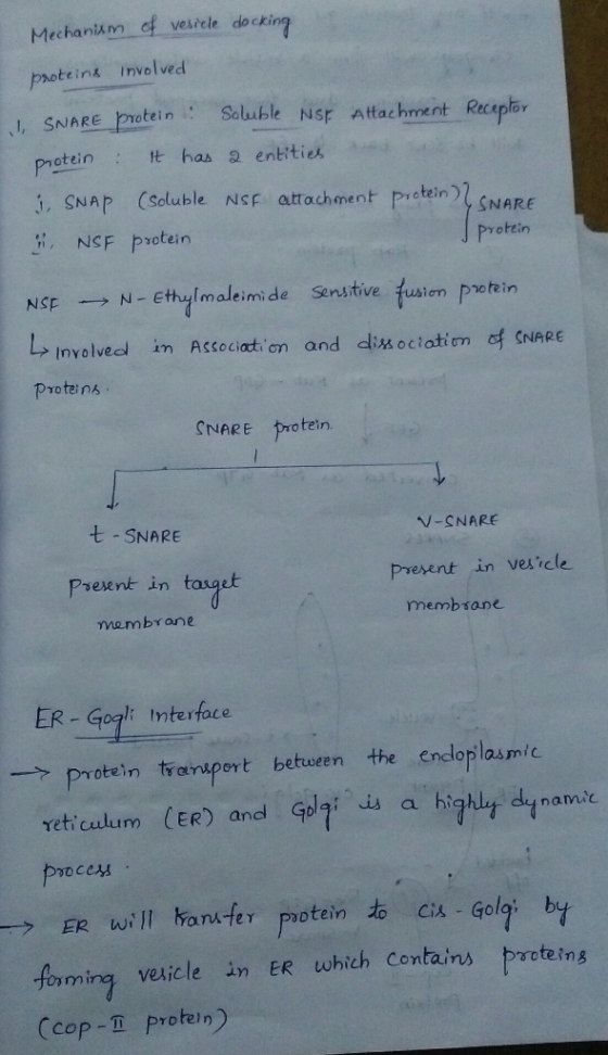 Mechanism of vesicle docking proteins involved 1SNARE protein : Soluble NSE Attachment Receplor protein : It has a entities 1