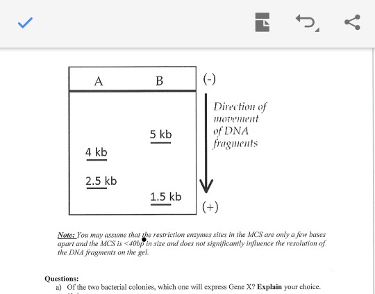 L A B [(-) Direction of Morrement of DNA fragments 4 kb 2.5 kb 1.5 kb Note: You may assume that the restriction enzymes sites