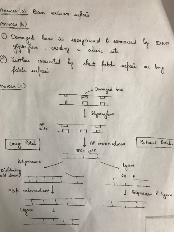 Answeu (a) Base excision exsain Answen (6) Damaged base is excognised & remoned by DNA glycosylese , creating a abaric site 2