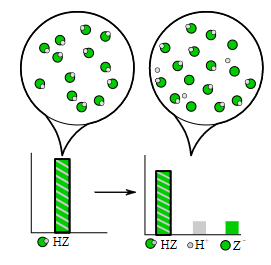 HZ HOZ