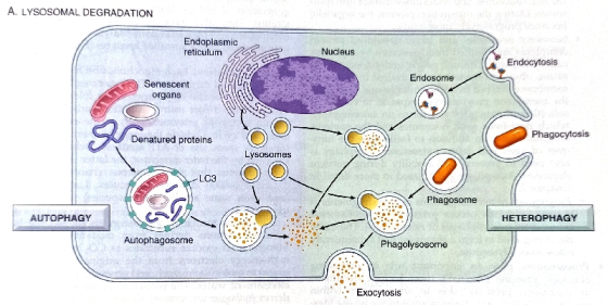 A. LYSOSOMAL DEGRADATION Endoplasmic reticulum Nucleus Endocytosis Endosome Senescent organs Phagocytosis Denatured proteins