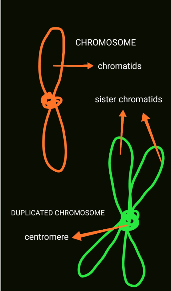 CHROMOSOME chromatids sister chromatids DUPLICATED CHROMOSOME centromere