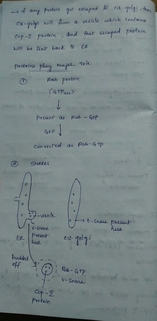 - If any protein got escaped to cis-golgi , then Cia-golg: will form a vesicle which contains cop-I protein, and that escaped