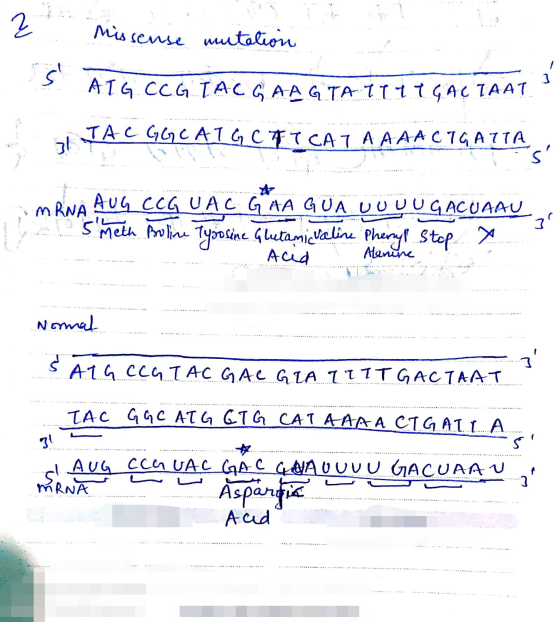 z misseuse mutation w S AT ATG.CC.G IAC GAAGTAT117 GAC IAAT TAC GG CAIGCFT CAT A A AACTGATTA mRNA AUG CCG UAC GAA GUA UUUUGAC