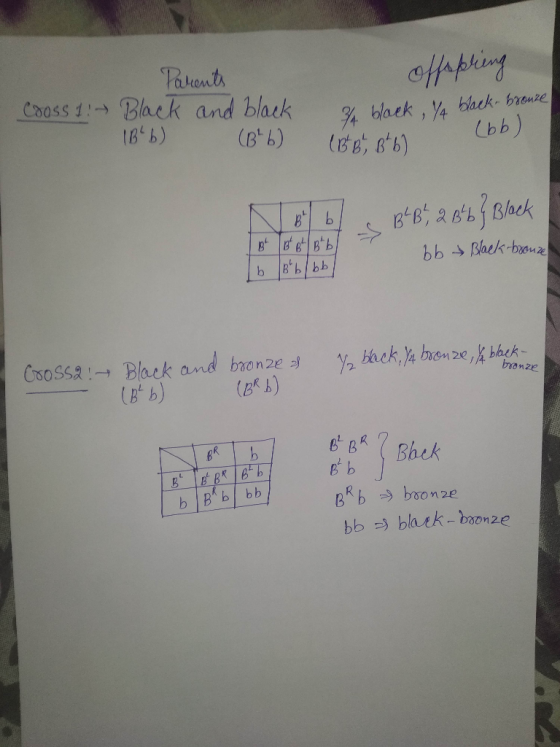 offspring Parents Black and black 1B²6) (B²6) hek. bronze Cross 1 / black (BB, B6) / black (bb) (BB , B b B B B* bf - BB, 2 B