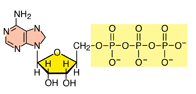 NH2
NAN
N
-
CH2-0-P-o-P-0-P-07
Он он