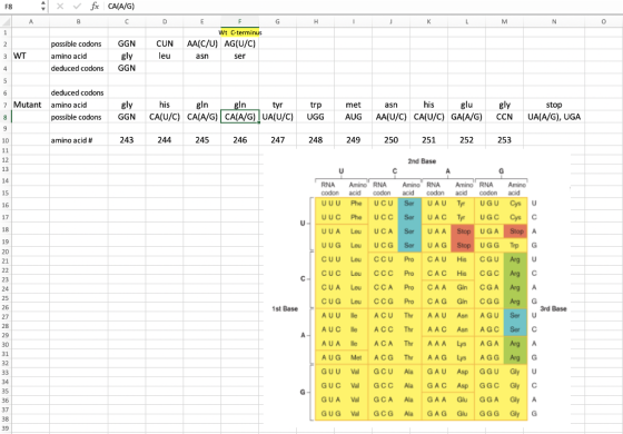 F8 x V fx CA(A/G) K L M NO possible codons amino acid deduced codons GGN gly GGN CUN leu WT F Wt C-terminus AAC/U) AG(U/C) as
