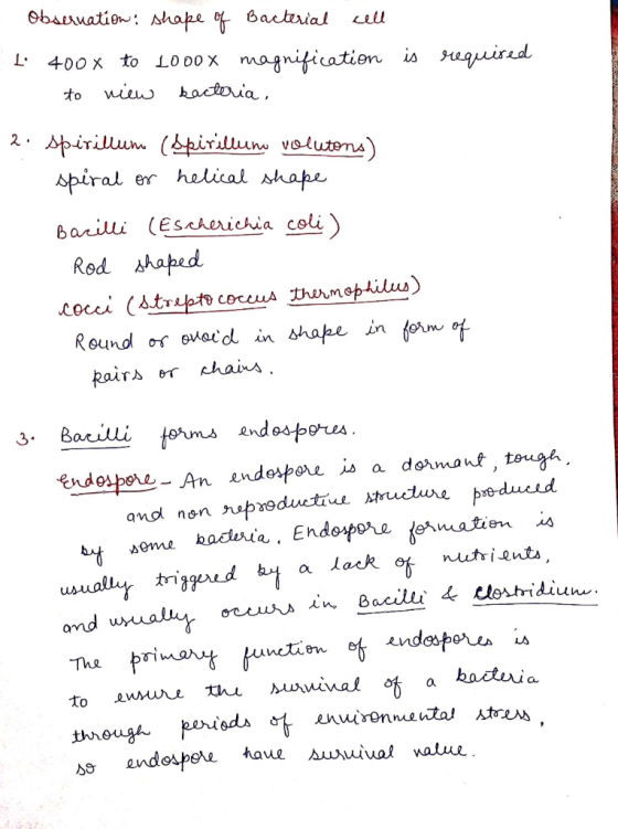 Obseruation, shape of Bacterial cell t 4008 to looox magnification is required O to view bacteria, 2. Spirillum (spirilluno v