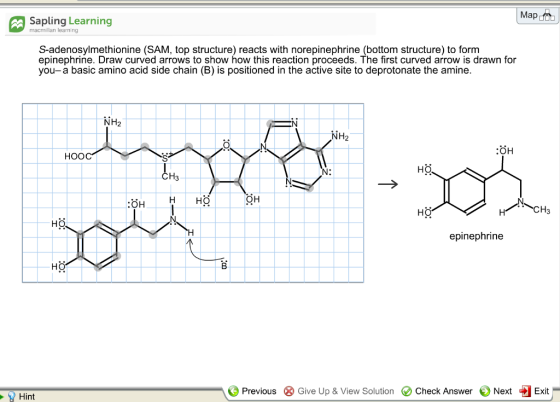 Map Sapling Learning macmillan learning S-adenosylmethionine (SAM, top structure) reacts with norepinephrine (bottom structure) to form epinephrine. Draw curved arrows to show how this reaction proceeds. The first curved arrow is drawn for you-a basic amino acid side chain (B) is positioned in the active site to deprotonate the amine. NH2 NH2 HOO N: CH3 OH CH3 epinephrine Previous Give Up & View Solution Check Answer Next Exit Hint
