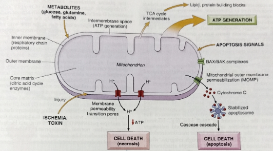 Lipid, protein building blocks METABOLITES (glucose, glutamine, tatty acids) TCA cycle intermediates Intermembrane space ATP