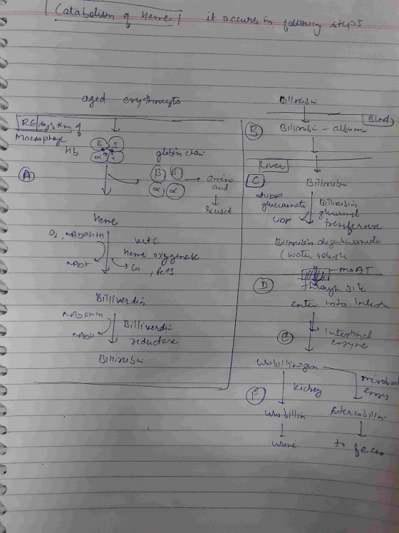 Catabolism a here it occurs in lowly steps aged erythrocyts Billocsm Blady Bilirubin - alburrin Rest TRChangster Mouwplaye gl