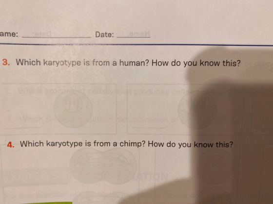 ame: Date: 3. Which karyotype is from a human? How do you know this? 4. Which karyotype is from a chimp? How do you know this