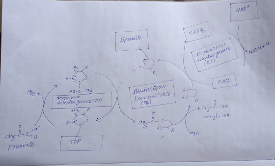 NAD+ FADH₂ ilipoamide I NADH&H dihydrolipoy! dehydrogenase (E3) CH₃ R R-W FAD Ho-C- CH₂ Pyruvate dehydrogenase (E1) dihydroli