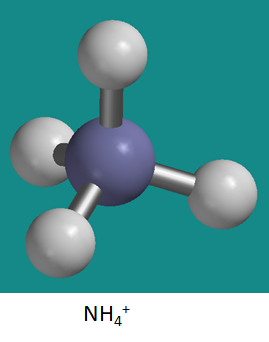 NH4+