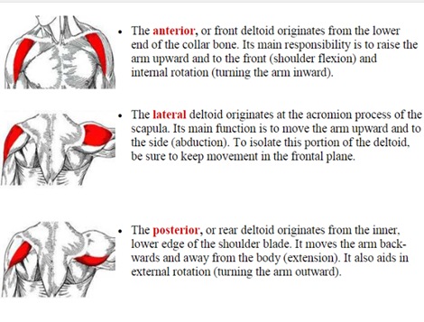 • The anterior, or front deltoid originates from the lower end of the collar bone. Its main responsibility is to raise the ar