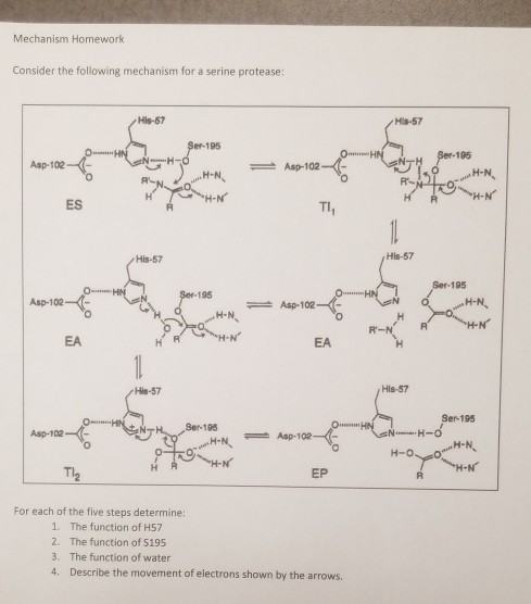 Mechanism Homework Consider the following mechanism for a serine protease: His-67 M-57 Ser-195 Asp-10 NY Ber-195 0 H-N. O HN,
