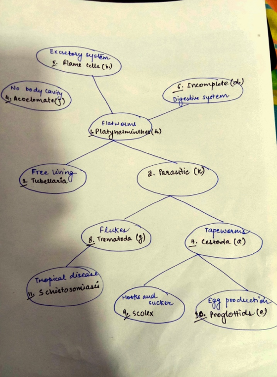 Excretory system s. Flame cells (6.) ) No body cavity (4. Acoelomate) 6. Incomplete (de) Digestive system flatworms - Platyhe