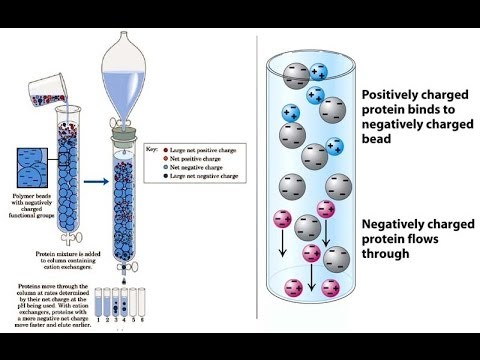 Positively charged protein binds to negatively charged bead Large partire charge Negative che Powe Negatively charged protein