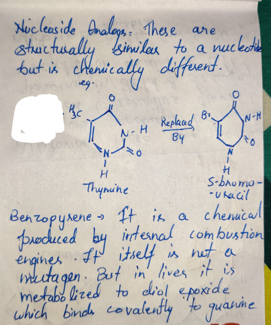 Nucleaside Analogs. These are structwally similar to a nucleotida but is chemically different. egia BY Thymine S-bromo- uraci