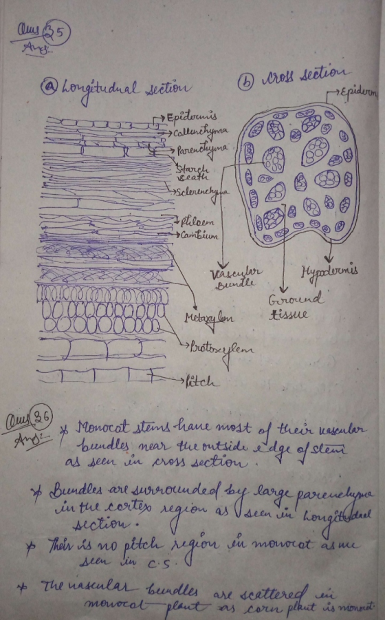 o troff section epideren @hongitudual section SO 2 Epidermis W Isclerinchana Ephloem | Cambium Vascular Bundle WOOD C000000 I