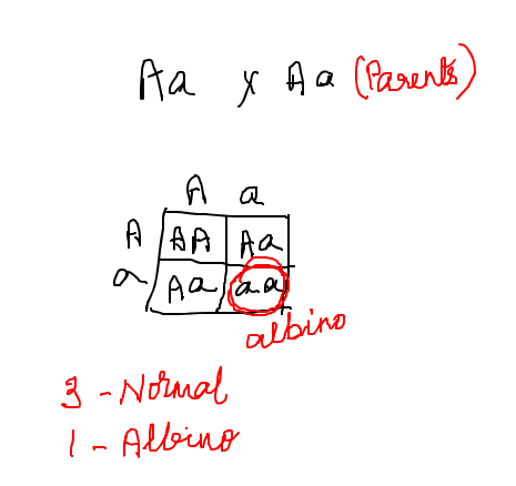 Aa x Aa (Parents) Aa AAAAA alaalatino 3 - Normal I. Albino