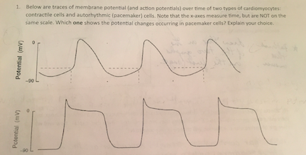 1. Below are traces of membrane potential (and action potentials) over time of two types of cardiomyocytes: contractile cells and autorhythmic (pacemaker) cells. Note that the x-axes measure time, but are NOT on the same scale. Which one shows the potential changes occurring in pacemaker cells? Explain your choice