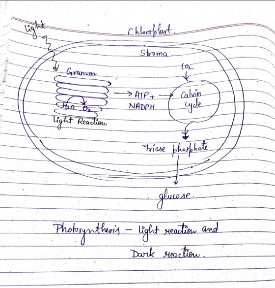 Chloroplast Stoma aum ATP+ NADPH light Reaction Triose bhosphate glucose Photosynthesis - light reaction and Dark reaction .