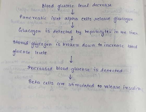 ( ..Blood glucose level decrease 2. Judo Pancreatic islet alpha cells uclease ballos ephie ment sonde glucagon Glucagon is de