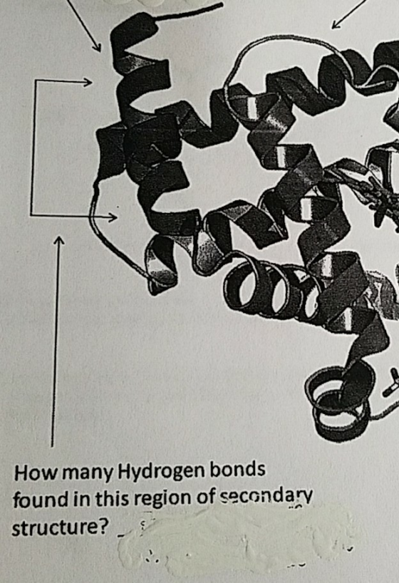 How many Hydrogen bonds found in this region of secondary structure?