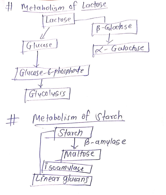 귀 metabolism of lactose Lactrose Ge # Metabolism of Starch Starch -amylage Malfog e
