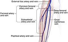 External liac artery and vein Common femoral ey and vein Deep femoral Femoral artery and voin Subsartorial - artery and vein