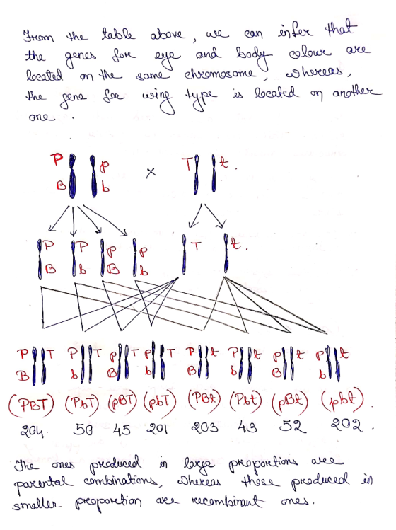From the table above, we can infer that the genes fore eye and body colowe are located on the same chromosome whereas the gen