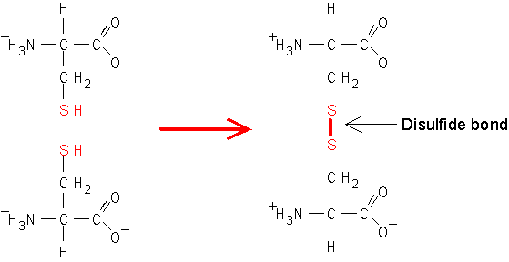 2SB5 CHEMystery World: Application for Organic Nitrogen compounds ...