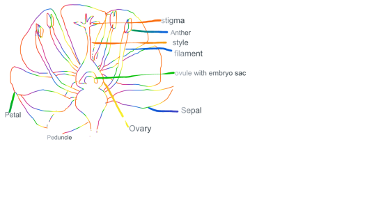 stigma Anther style filament ovule with embryo sac Sepal etal Ovary Peduncle