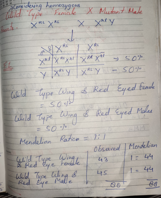 Considering homozygous a t Wild Type Fe - XRL XRL X Xrl Y 2 XRL XL yelly RX41X Rexel 2 Y XAY XRLY Type Wing & Red 50% - 50% E