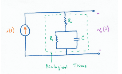 - R (+) Biological Tissue