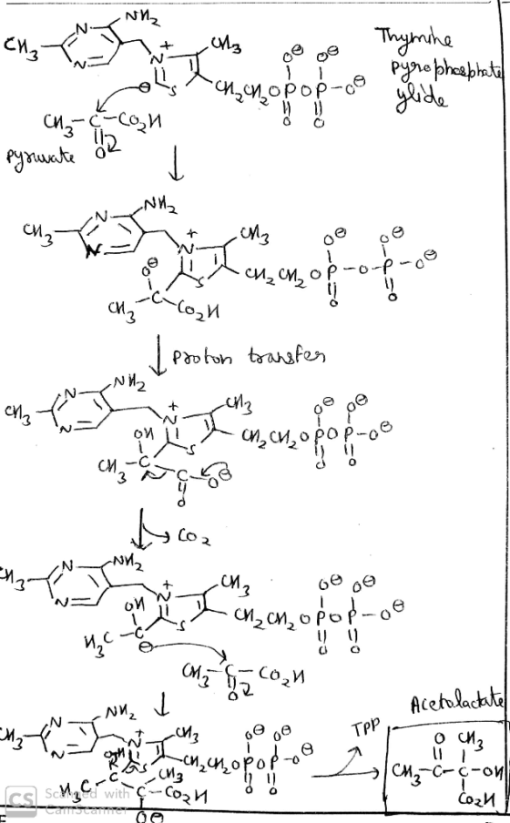 Wlz oooo Thymine Ti e pyre phosphatel БИ,И, opop-ce • glide си- сори pysucate or J си, ой-o-e-ce си, о, и I proton transfer (