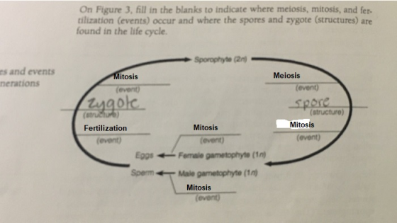 On Figure 3, fill in the blanks to indicate where meiosis, mitosis, and fer- dlization (events) occur and where the spores an
