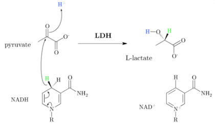 H0 H LDH pyruvate L-lactate но Y NH NADH NAD