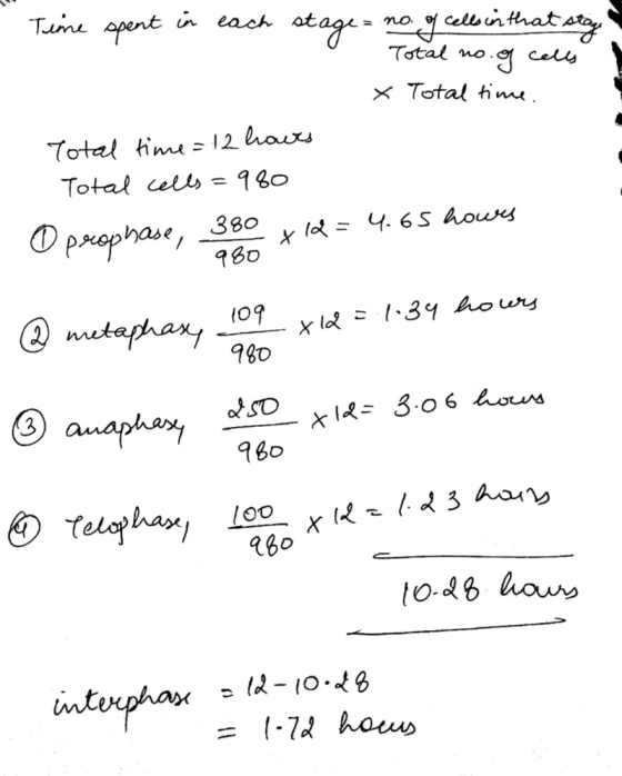 Time spent in each stage = no. of cells in that stay Total no. of cells x Total time. Total time=12 hours Total cells=980 O p