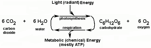 Light (radiant) Energy photosynthesis CH1206 + 602 6 CO2 + 6H2O carbon water dioxide respiration carbohydrate oxygen Metaboli