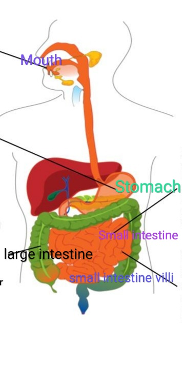 Stomach testine large intestine sma ntestine VAl