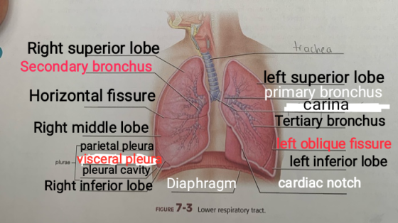 trachea Right superior lobe Secondary bronchus Horizontal fissure Right middle lobe parietal pleura visceral pleus pleural ca