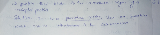 al A protein that binds to the intercellular region of a recepło poolein Solution. It is a pheripheral prolon. There are G-pr
