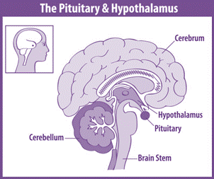 The Pituitary & Hypothalamus Cerebrum Hypothalamus Pituitary Cerebellum Brain Stem